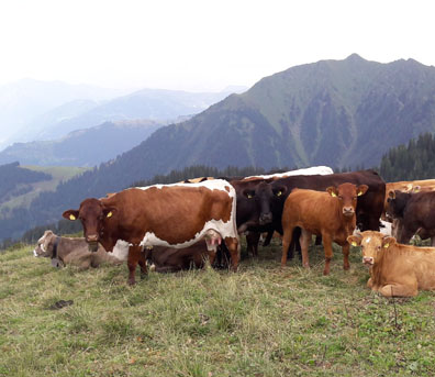 Kühe und Rinder oberhalb auf der Alp Riein